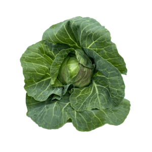 Savoy cabbage